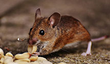24 Hour & Emergency Exterminators in Ashaway, RI